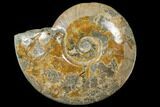 Polished Ammonite (Cleoniceras) Fossil - Madagascar #133175-1
